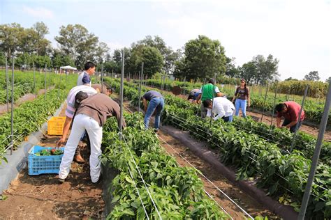 Crece Producción Agropecuaria Y Pesquera En 2016