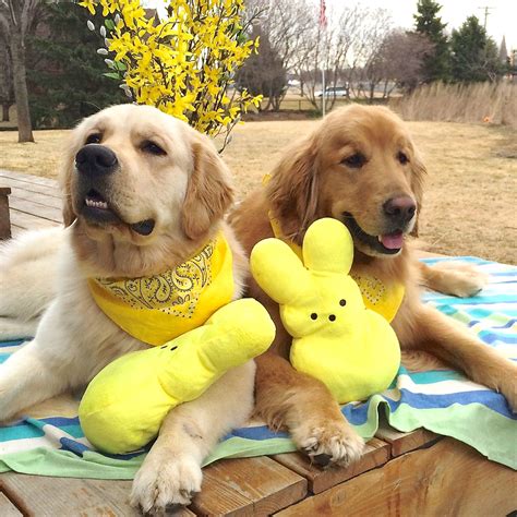 Why buy a golden retriever puppy for sale if you can adopt and save a life? Golden Retriever Puppies Washington State Rescue - Pets Ideas