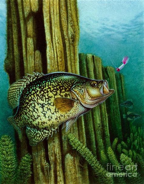 Crappie And Posts Poster By Jq Licensing Fishing Pictures Bass