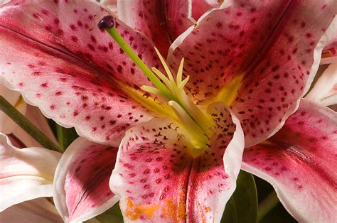 Lily Flowers Types Of Lilies Asiatic Oriental The Old Farmers Almanac