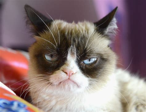 The Worlds Grumpiest Cat 40 Funniest Grumpy Cat Memes Pics Fallinpets