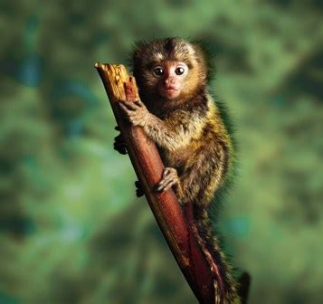 Tropical rainforest animal adaptations : Rainforest monkeys - Rainforest Animals