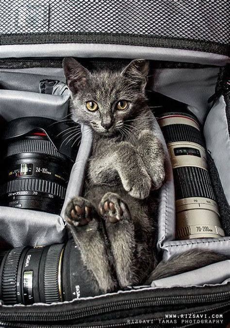 Cat Camera Bag Cute Cats Cats Kittens