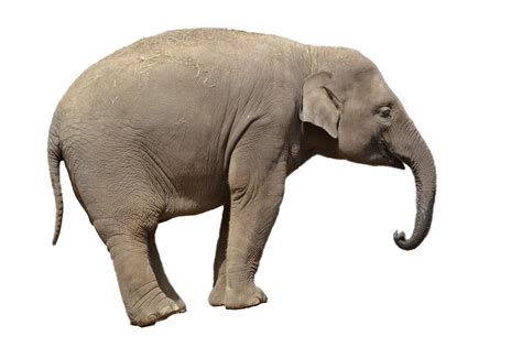 Elephant Png Transparent Image Download Size 960x638px