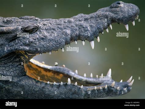 Mouth Of Nile Crocodile Kariba Zimbabwe Stock Photo Alamy