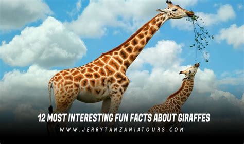 50 Unbelievable Interesting Facts About Giraffes You Must Know 2024