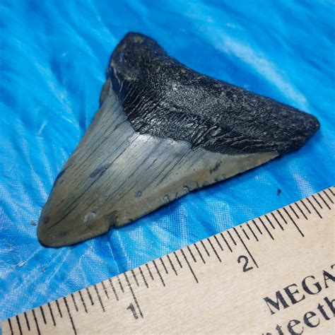 High Quality Megalodon Shark Tooth · L1 309 L2 297 · Megateeth