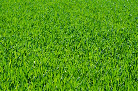 Free Download Seven Grass Textures Or Lawn Background Images