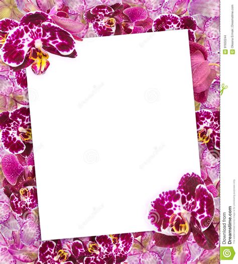 Beautiful Pink Orchids Border For Greeting Card Or Lovely Flower Frame