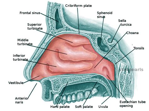 Nose And Nasal Cavity Diagram Sinuses Nose Human Anat