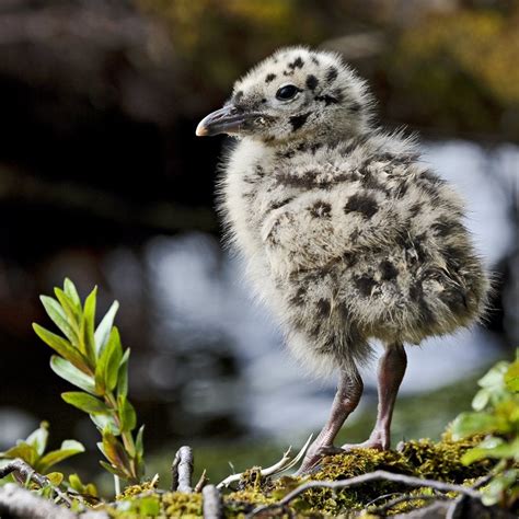 Here Is A Real Baby Seagull And It Is Just As Adorable Aww