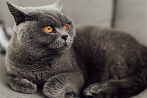 British Shorthair Breed British Shorthair Personality Health And Cost