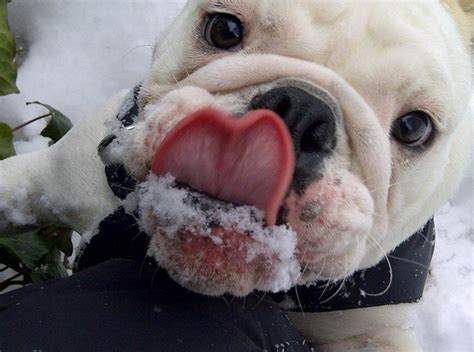 Snow Monster English Bulldog Bulldog Dog Face English Bulldog