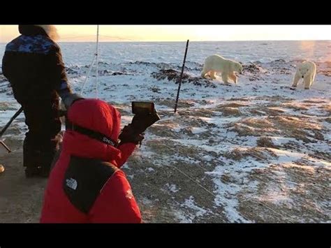 Tourists Left Stunned By Encounter With Polar Bears Youtube