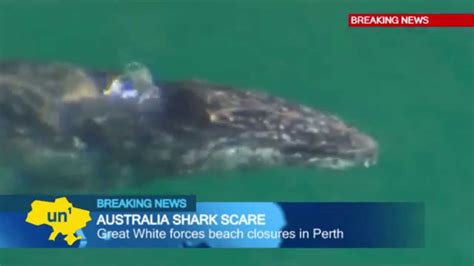 Giant Shark Video Sighting Of Huge Great White Shark Forces Beach