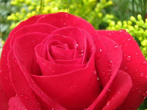 Single Red Rose Flowers Pics Best Flower Site