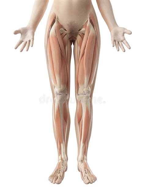 Then, as before, what we're going to do is show you some images, both male and female, and show you on actual people what some of these 7. The female leg muscles stock illustration. Illustration of ...