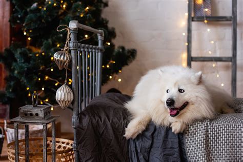White Fluffy Dog Samoyed Lies On A Gray Wroughtiron Bed By The New Year