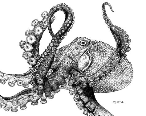 Giant Pacific Octopus Enteroctopus Dofleini Drawing By Zephyr Polk