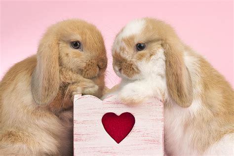 Rabbits And Heart Photograph By Greg Cuddiford