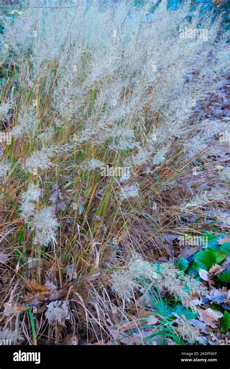 Korean Feather Grass Stipa Brachytricha Reed Grass Seedheads