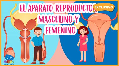 Top 188 Imagenes De Aparato Reproductor Del Hombre Y La Mujer