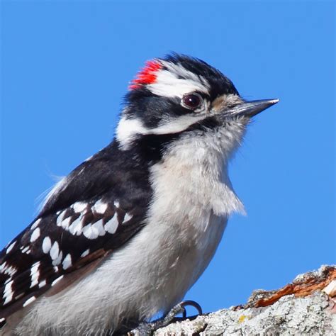 Downy Woodpecker National Geographic
