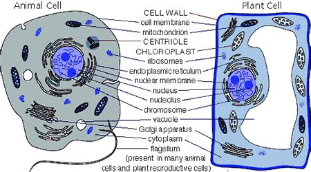 The structure of generalized cell differs for plant and animal due to the presence and absence of certain parts or organelles. Difference between Animal Cell and Plant Cell - QS Study