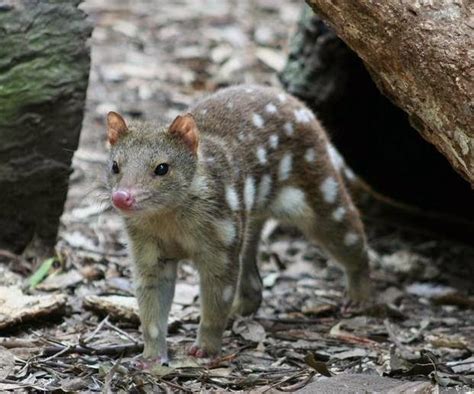 Animals Of The World Tiger Quoll