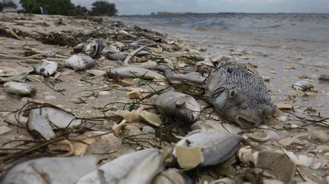 Scientists Battle Red Tide That Turned Florida Coast Into Wildlife