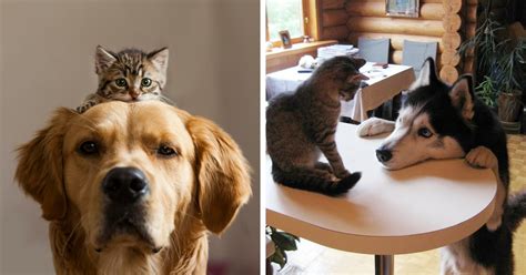 Best Pets Except Dogs And Cats Cat Meme Stock Pictures And Photos