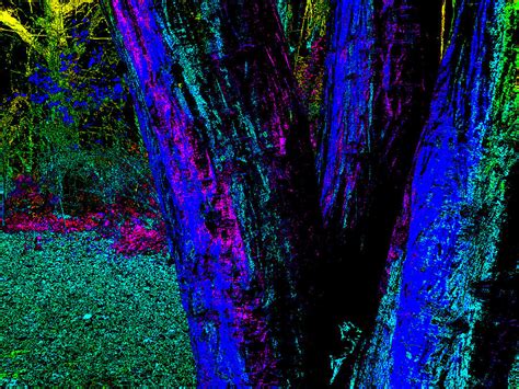 Psychedelic Forest Trees In Highgate Wood 152 Photograph By Artist Dot