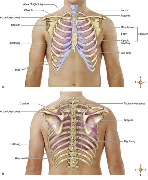 Rib Cage Posterior View Labeled Axial Muscles Of My XXX Hot Girl