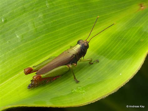 Grasshopper Poecilocloeus Sp Id By Oscar Javier Cadena C Flickr