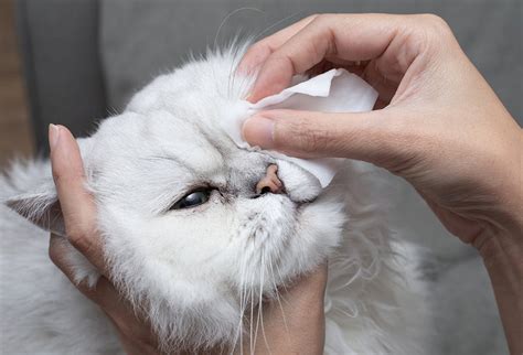 How Can I Treat My Cats Eye Infection At Home Zumalka