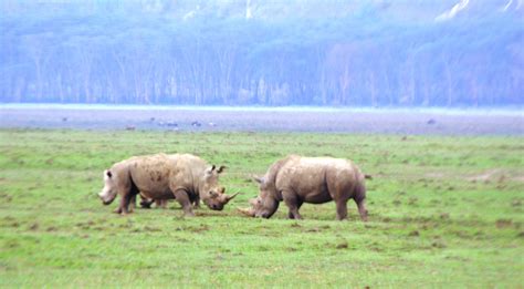 We are able to offer a more varied safari experience than ever before where in addition to the traditional 4×4 game viewer, you can enjoy a. Rhino poaching