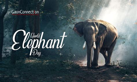 World Elephant Day Why Are Elephants Important To The Ecosystem