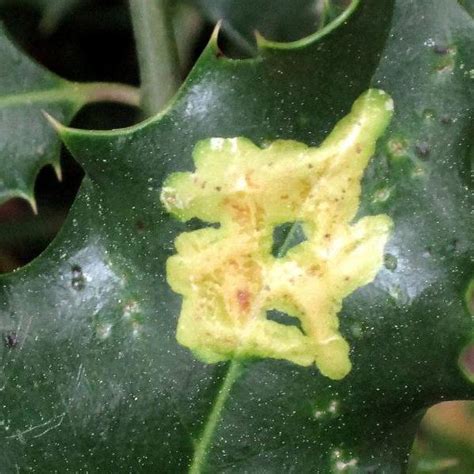 Protecting Your Trees And Shrubs From Leafminers Tomlinson Bomberger