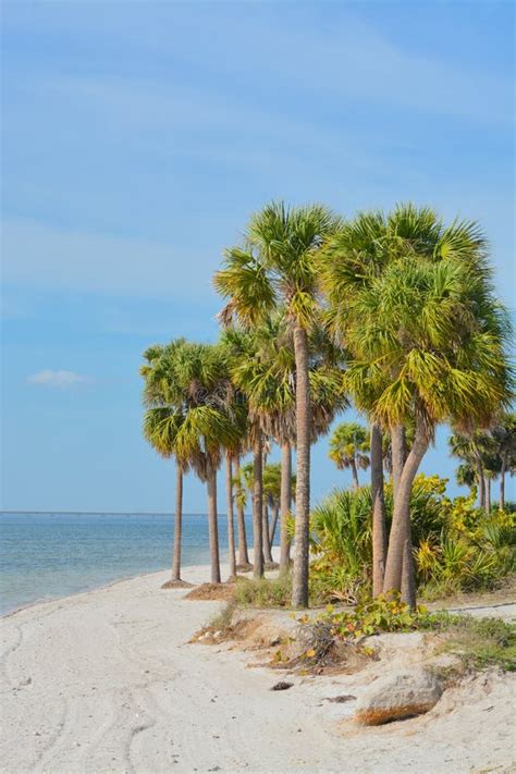 Palm Trees On The Beach In Tampa Stock Image Image Of Island