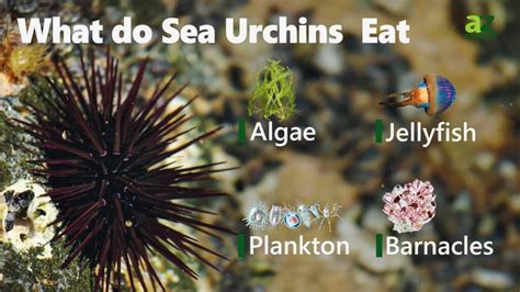 What Do Sea Urchins Eat Imp World