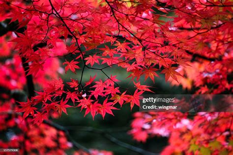 Japanese Maple Leaves In Autumn High Res Stock Photo Getty Images