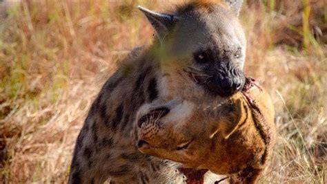 Moment Of Fierce Battle Of Hyenas With Most Powerful Animals Youtube