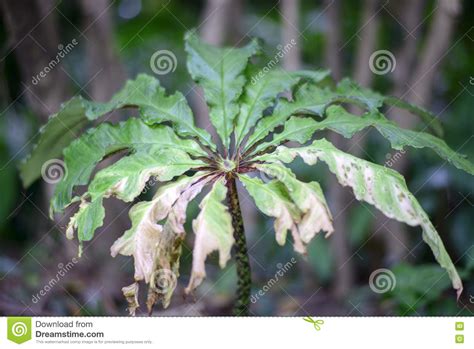 Paris Quadrifolia Stock Photo Image Of Concentric Nature 76350348