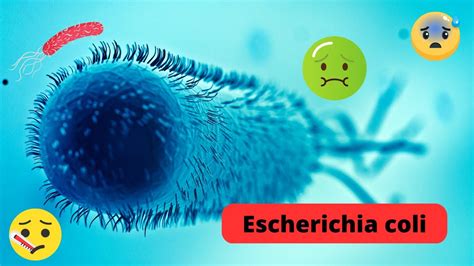 Escherichia coli síntomas y causa ciclo de vida E Coli ecoli YouTube