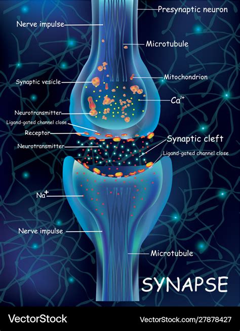 Anatomy Of Synapse