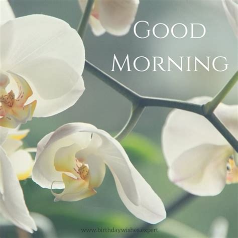 Looking for best good morning flowers images? 60 Beautiful Flower Images with Inspiring Good Morning Quotes