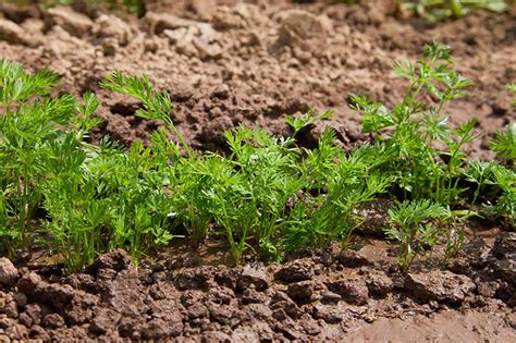 How To Plant And Grow Carrots Gardeners Path