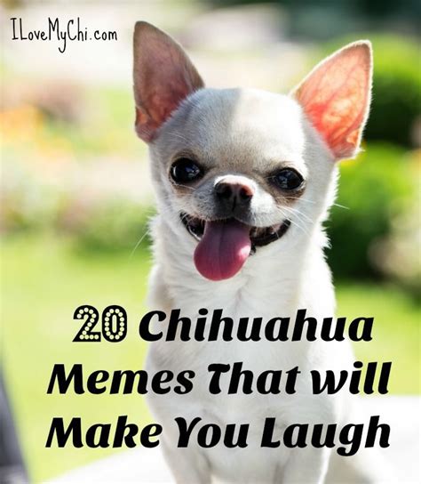 We Have Had So Many Cute Funny Chihuahua Memes Photos With Sayings