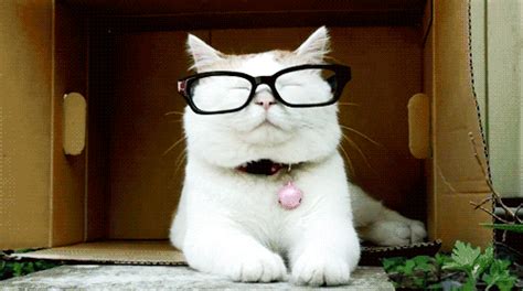 Cat With Glasses Lol Its Stupid  Wiffle