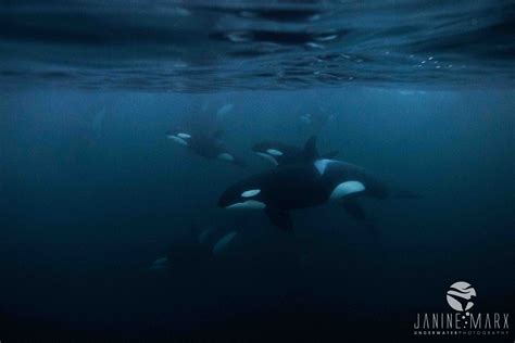 Swim With Orcas In Norway A Killer Whale Adventure